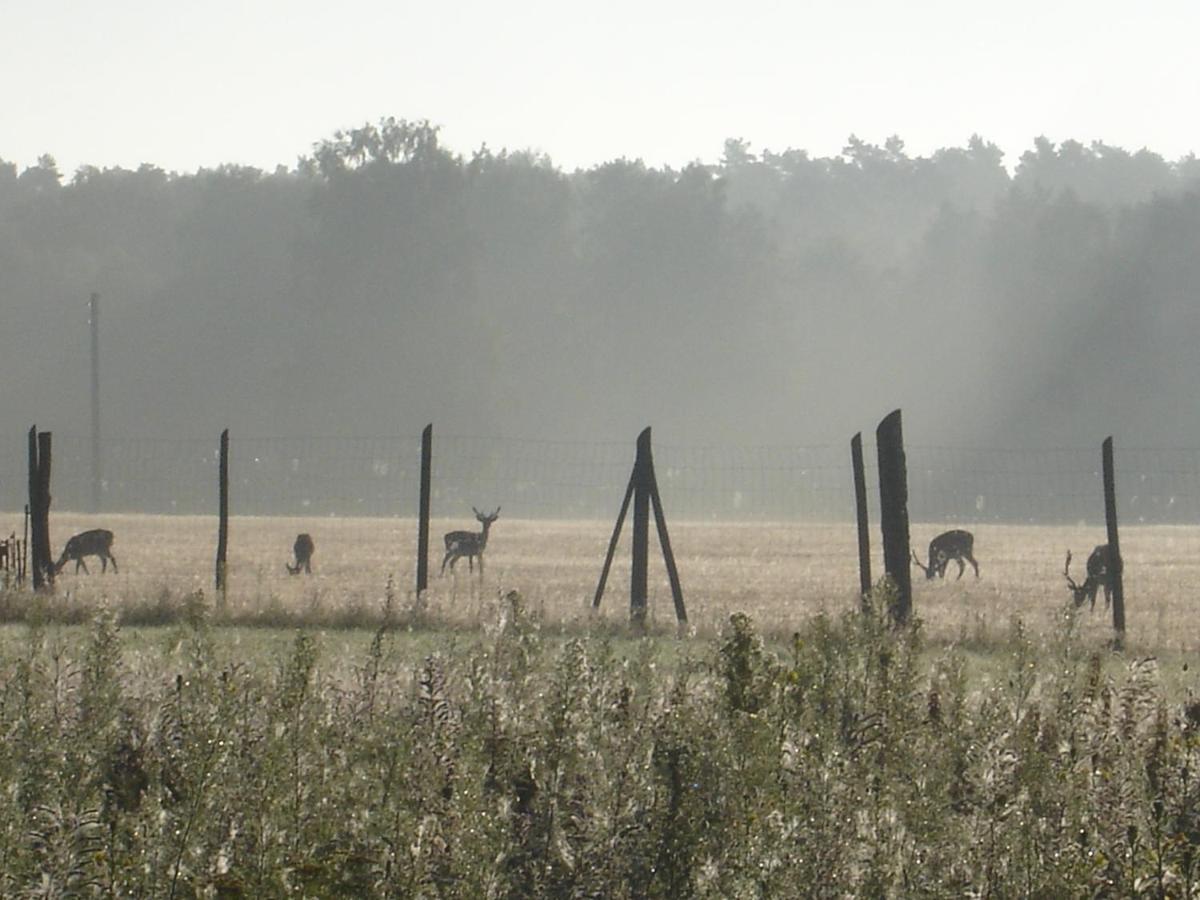 Ferienwohnung 1 Im Landhaus Am Wildpark Boek Kültér fotó
